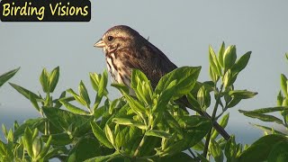 Song Sparrows of Cliff Walk  Newport Rhode Island [upl. by Dianna]