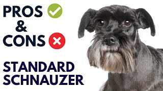 Standard Schnauzer Dog Pros And Cons  Standard Schnauzer Advantages And Disadvantages [upl. by Melar]