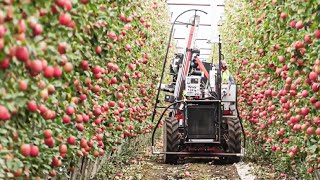 How to produce millions of Apple Tree  Apple Seedlings Production  Harvesting and processing Apple [upl. by Milone]