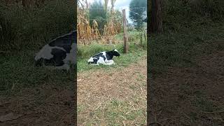 We are chewing cudnew calf cow viral [upl. by Schreib]