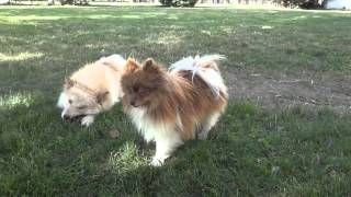 Pomskies Pomsky Full Grown playing in Yard [upl. by Tonkin]