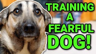 THE BEST WAY TO TRAIN A FEARFULNERVOUS DOG [upl. by Leventhal852]