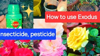 Exodus insecticide use on rose plantHow to use Exodus pesticide on plants garden youtubevideos [upl. by Hulburt]