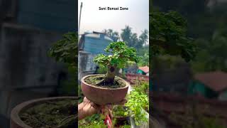 Pramna Bonsai  Bonsai Tree  Sani Bonsai Zone music nature [upl. by Threlkeld752]