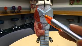 Anatomy amp Physiology Respiratory System HD Walkthrough Trachea Lungs Larynx etc [upl. by Iaverne621]