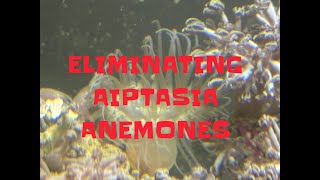 ELIMINATING AIPTASIA ANEMONES [upl. by Ruperto]