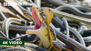 How Do Female Snakes Pick a Mate  A Perfect Planet  4K UHD  BBC Earth [upl. by Acnairb]