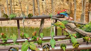 Feeding flock of mitred conures Psittacara mitratus in the South American Aviary at Zoo de Doue [upl. by Madge598]