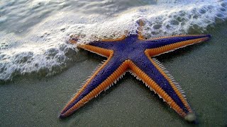 Top 5 Starfish Facts  Beautiful Marine Animals  Animal Planet  Sea Stars  Ocean Animals  facts [upl. by Burgener]