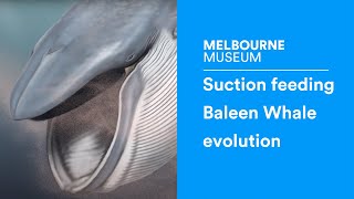 How suction feeding preceded filtering in baleen whale evolution [upl. by Templer542]