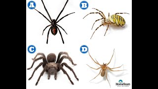 How to Identify Dangerous Spiders  HomeTeam Pest Defense [upl. by Mosley196]