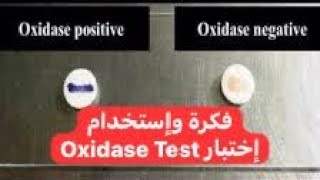 فكرة واستخدام اختبار Oxidase Test [upl. by Tiffany]