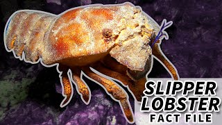 Slipper Lobster Facts the SHOVEL NOSE Lobster  Animal Fact Files [upl. by Akirej]