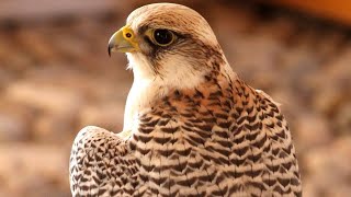 Peregrine Falcon Sounds  Peregrine Falcon Sound Effects  Peregrine Falcon Call  Falcon Noises [upl. by Sorgalim]