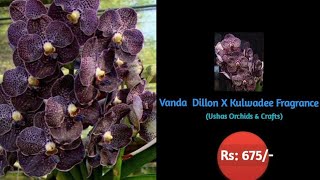 Vanda Dillon X Kulwadee fragrance [upl. by Loni424]