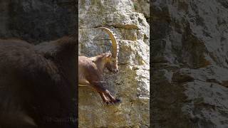 Ibex climbing on a Steep Cliff Wincent feomx wildlife nature ibex [upl. by Aetnuahs286]