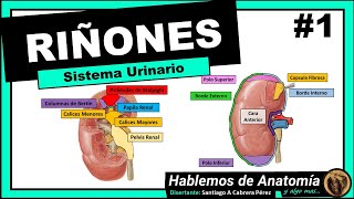 🔴 ANATOMIA👉 RIÑONES 🟩 SISTEMA URINARIO 🟪 [upl. by Amoeji]