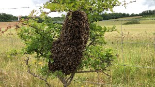 How To Catch amp Rehome A Swarm Of Bees With Cotswold Bees [upl. by Jeb]