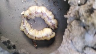 two termites queen in same colony [upl. by Narak]