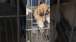 Galiff Street Kolkata Pet Market viralshort trending pets [upl. by Iruahs787]