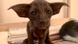 Mafiosi IO chocolate boy Oriental shorthair kitten 21112021 [upl. by Gaivn]