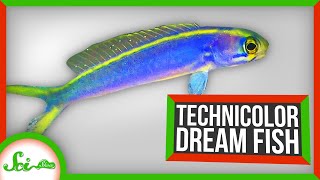 Technicolor Dream Fish How Tilefish Flash [upl. by Aloise251]