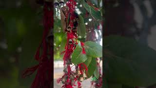 Kattil Mekkathil Devi Temple kollam nature temple short bell devotional devi culture peace [upl. by Eanram]