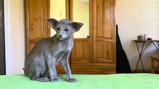 Mafiosi EU Martini Oriental shorthair boy Lilac color [upl. by Forlini189]