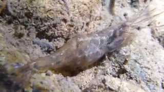 California Freshwater Shrimp in Green Valley Creek June 2014 [upl. by Aihtela423]