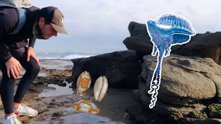 BLUE BOTTLE JELLYFISH TRIED TO ROB MY SEASHELLS Cowry shell jackpot shell hunting at sunrise [upl. by Flavio304]