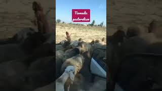 Nomadic pastoralism  shortvideo ytshorts ytshorts shorts nomaidens [upl. by Neille701]