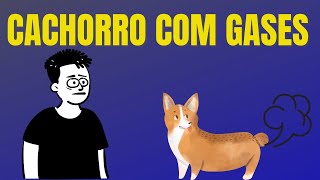 Cachorro com Gases 6 Dicas para Ajudar na Flatulência Canina [upl. by Annabal]