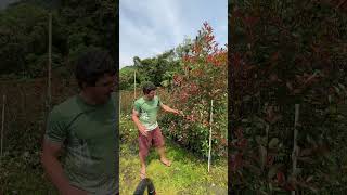 A Photinia aguenta geada ou neve [upl. by Tarton]