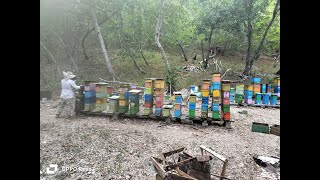 Alta Producion de Cria de Abejas Reinas y banco de miel con Sistema Palmer version San Andres [upl. by Eiblehs]