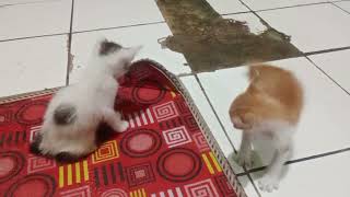 anak kucing lucu lagi bermain kucing kampung piaraan [upl. by Allegna]