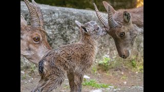 Ibex The Majestic Mountain Dwellers [upl. by Ahtenek]