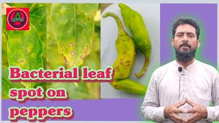 bacterial leaf spot on peppersbacterial leaf spot on chilli control [upl. by Atorod]