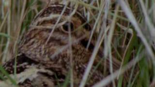 Ground Nesting Birds [upl. by Dino]