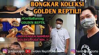 BONGKAR KOLEKSI GOLDEN REPTIL  CeritaBareng GOLDEN REPTIL [upl. by Madelin]