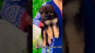 🚨German LONG COAT MALE ✅germanshepherd puppy viralshort trending pets love [upl. by Marsden678]