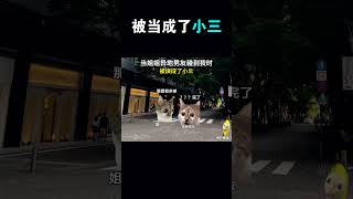 當姐姐異地男友碰到我時 貓咪 meme cat 治癒小貓 治癒小貓 猫meme 猫meme funny 萌寵 有趣 有趣 cute [upl. by Nutter531]