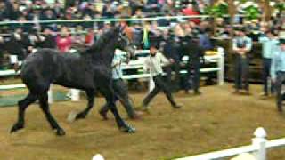 mid america draft horse sale 2011 [upl. by Annatnas]