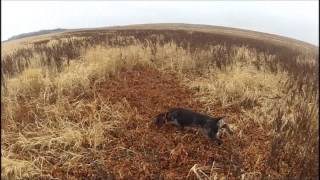 Deutsch Drahthaar Asta vom Reinberg MN Pheasant hunt Nov 2012 [upl. by Bean]