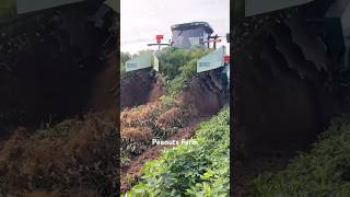 Cosecha de Cacahuates satisfying shorts agriculture farming video [upl. by Niuqram623]