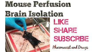 Mouse Perfusion for Brain Isolation Research Technique Pharmacist and Drugs Abi Greek [upl. by Eeclehc]