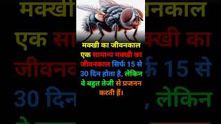 Fly life। Makhi life । Fly life facts shorts [upl. by Wyly]