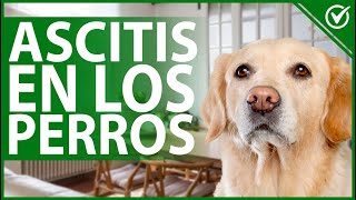 🐩 Qué Es la Ascitis En los Perros  Causas Síntomas Tratamiento y Prevención 🐩 [upl. by Hartfield]