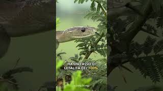 Il mamba nero  Il serpente più velenoso dellAfrica e tra i più velenosi al mondo [upl. by Ahsiele]