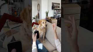 Golden Retriever Begs Dad To Perform Magic Tricks For Her  The Dodo [upl. by Missak]