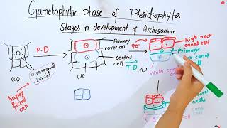 Gametophytic phase of PteridophytesBSc and MSc botany topic [upl. by Oiuqise]